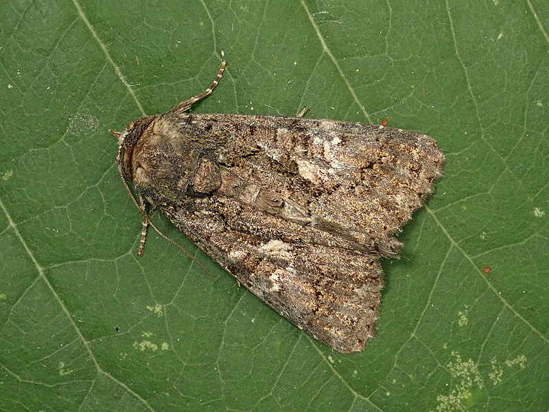 Noctuidae: Aedia leucomelas ?